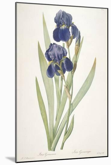 Iris Germanica (Bearded Iris), 1812-Pierre Joseph Redoute-Mounted Giclee Print