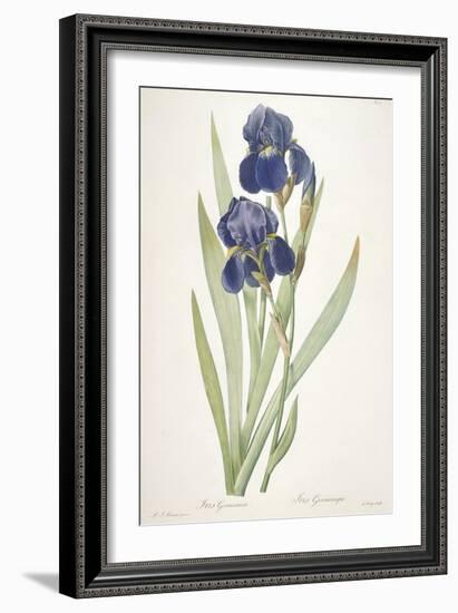 Iris Germanica (Bearded Iris), 1812-Pierre Joseph Redoute-Framed Giclee Print