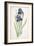 Iris Germanica (Bearded Iris), 1812-Pierre Joseph Redoute-Framed Giclee Print