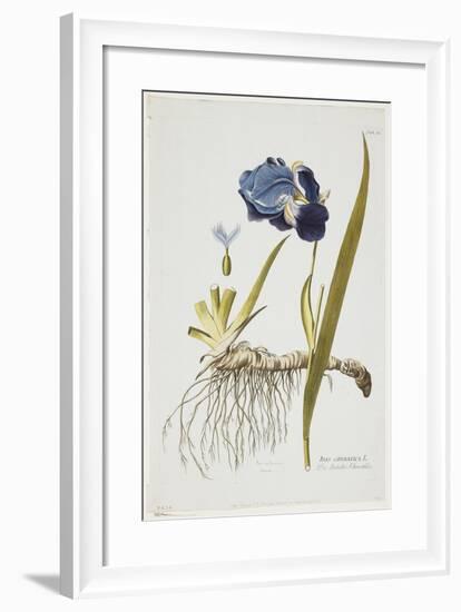 Iris Germanica, from Icones Plantarum Medicinalium, 1788-1812-Joseph Jacob Plenck-Framed Giclee Print