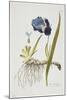 Iris Germanica, from Icones Plantarum Medicinalium, 1788-1812-Joseph Jacob Plenck-Mounted Giclee Print