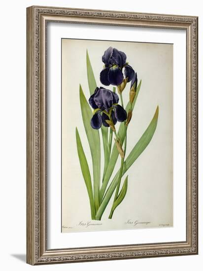 Iris Germanica, from Les Liliacees-Pierre-Joseph Redouté-Framed Giclee Print