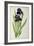 Iris Germanica, from Les Liliacees-Pierre-Joseph Redouté-Framed Giclee Print