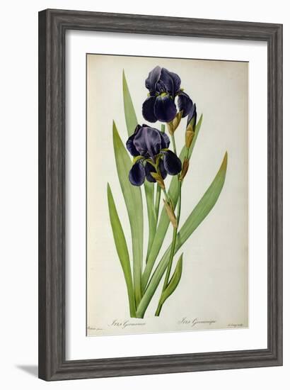 Iris Germanica, from Les Liliacees-Pierre-Joseph Redouté-Framed Giclee Print