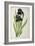 Iris Germanica, from Les Liliacees-Pierre-Joseph Redouté-Framed Giclee Print