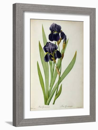 Iris Germanica, from Les Liliacees-Pierre-Joseph Redouté-Framed Giclee Print