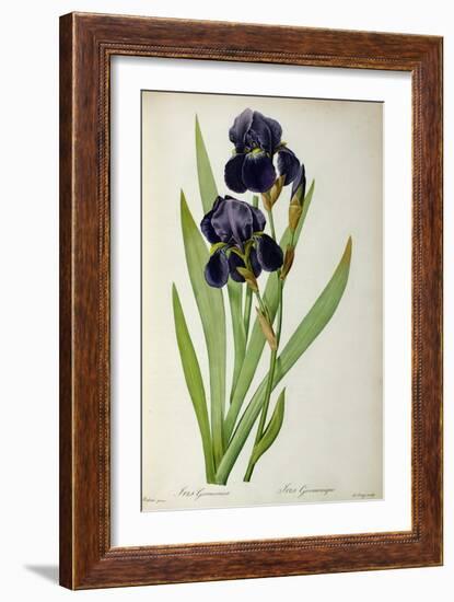 Iris Germanica, from Les Liliacees-Pierre-Joseph Redouté-Framed Giclee Print