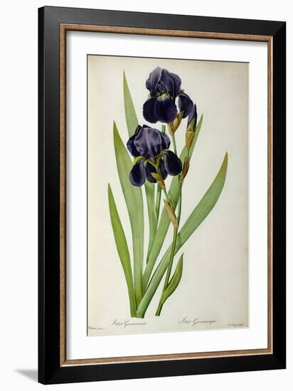 Iris Germanica, from Les Liliacees-Pierre-Joseph Redouté-Framed Giclee Print