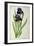 Iris Germanica, from Les Liliacees-Pierre-Joseph Redouté-Framed Giclee Print