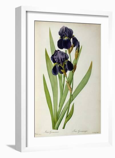 Iris Germanica, from Les Liliacees-Pierre-Joseph Redouté-Framed Giclee Print