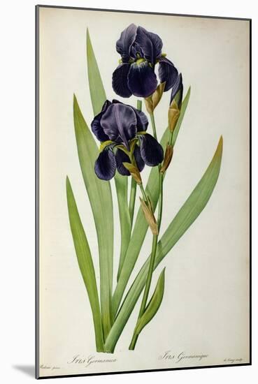 Iris Germanica, from Les Liliacees-Pierre-Joseph Redouté-Mounted Giclee Print