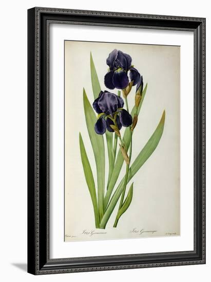 Iris Germanica, from Les Liliacees-Pierre-Joseph Redouté-Framed Giclee Print