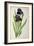 Iris Germanica, from Les Liliacees-Pierre-Joseph Redouté-Framed Giclee Print