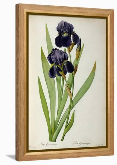 Iris Germanica, from Les Liliacees-Pierre-Joseph Redouté-Framed Premier Image Canvas