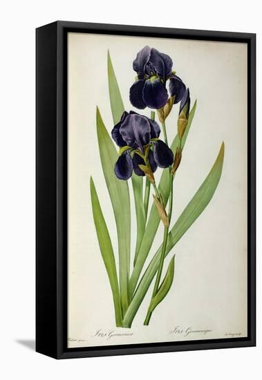 Iris Germanica, from Les Liliacees-Pierre-Joseph Redouté-Framed Premier Image Canvas