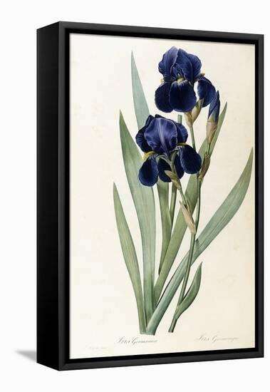 Iris Germanica-Pierre-Joseph Redouté-Framed Premier Image Canvas