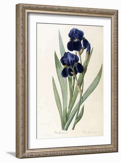 Iris Germanica-Pierre-Joseph Redouté-Framed Giclee Print