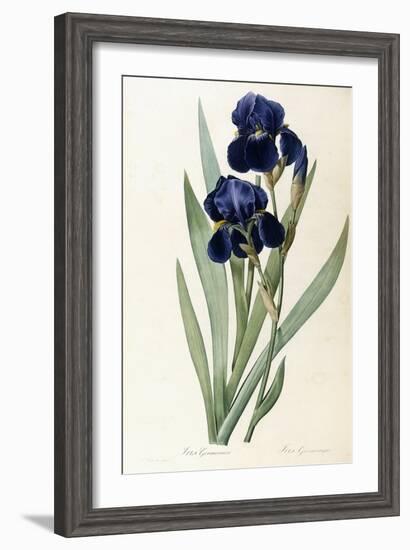 Iris Germanica-Pierre-Joseph Redouté-Framed Giclee Print