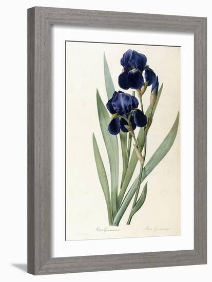 Iris Germanica-Pierre-Joseph Redouté-Framed Giclee Print