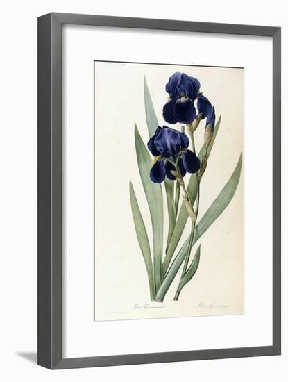 Iris Germanica-Pierre-Joseph Redouté-Framed Giclee Print