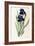 Iris Germanica-Pierre-Joseph Redouté-Framed Giclee Print