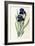 Iris Germanica-Pierre-Joseph Redouté-Framed Giclee Print