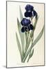 Iris Germanica-Pierre-Joseph Redouté-Mounted Giclee Print