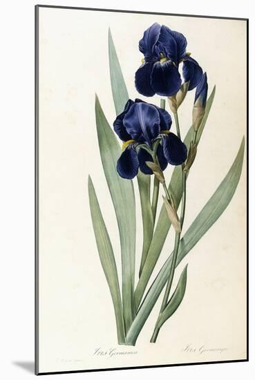 Iris Germanica-Pierre-Joseph Redouté-Mounted Giclee Print