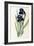 Iris Germanica-Pierre-Joseph Redouté-Framed Giclee Print