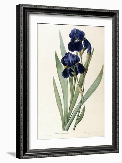 Iris Germanica-Pierre-Joseph Redouté-Framed Giclee Print