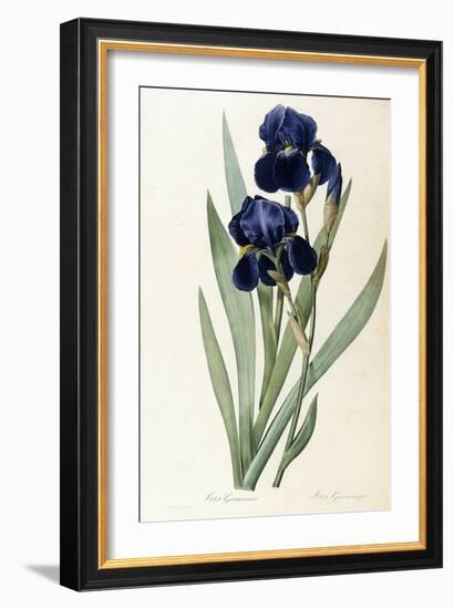 Iris Germanica-Pierre-Joseph Redouté-Framed Giclee Print