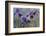 Iris hybrida, 2015-Odile Kidd-Framed Photographic Print