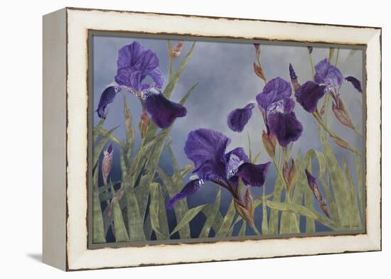 Iris hybrida, 2015-Odile Kidd-Framed Premier Image Canvas