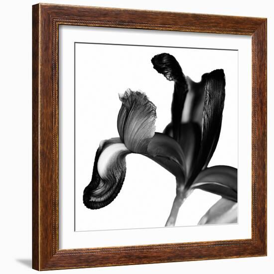 Iris I Black on White-David Pollard-Framed Photo