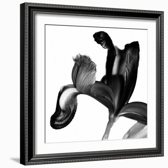 Iris I Black on White-David Pollard-Framed Photo