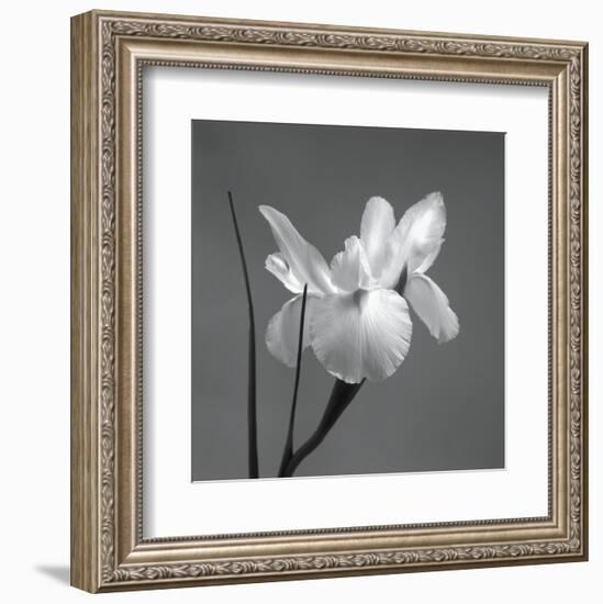 Iris I-Tom Artin-Framed Art Print