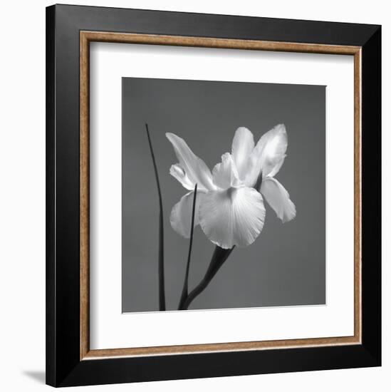 Iris I-Tom Artin-Framed Art Print