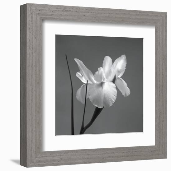 Iris I-Tom Artin-Framed Art Print