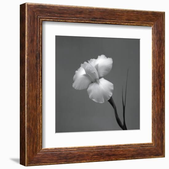 Iris II-Tom Artin-Framed Art Print