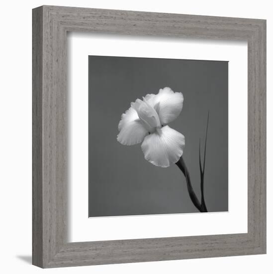 Iris II-Tom Artin-Framed Art Print