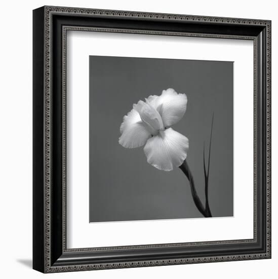 Iris II-Tom Artin-Framed Art Print