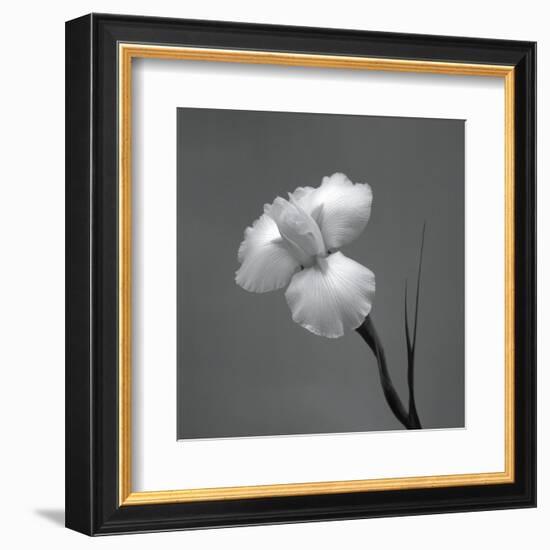 Iris II-Tom Artin-Framed Art Print