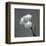 Iris II-Tom Artin-Framed Art Print