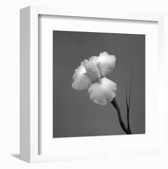 Iris II-Tom Artin-Framed Art Print