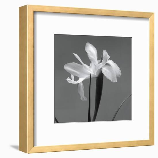 Iris III-Tom Artin-Framed Art Print