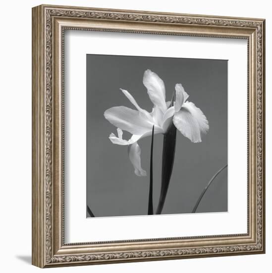 Iris III-Tom Artin-Framed Art Print