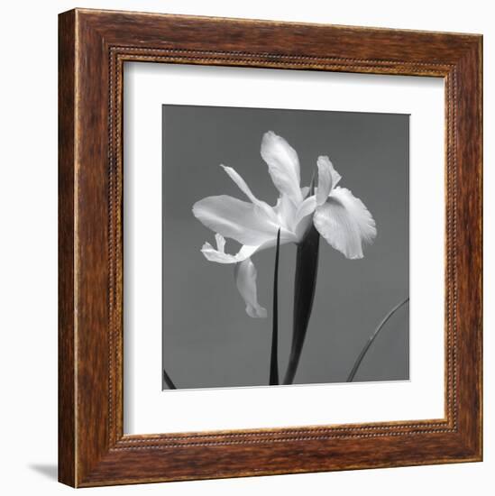 Iris III-Tom Artin-Framed Art Print