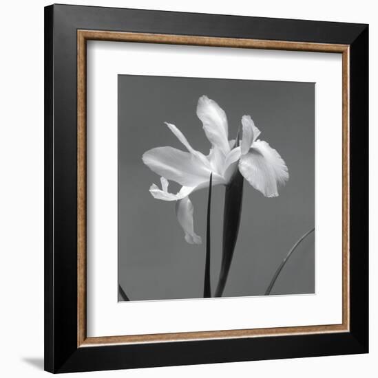 Iris III-Tom Artin-Framed Art Print