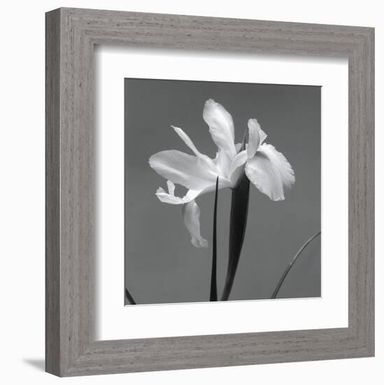 Iris III-Tom Artin-Framed Art Print