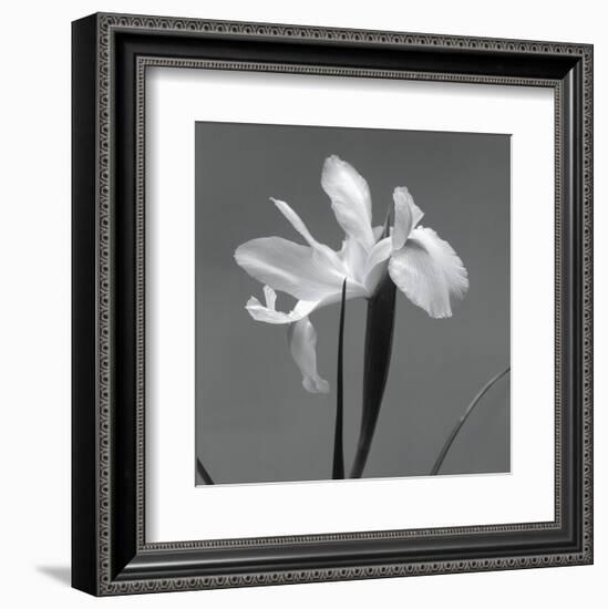 Iris III-Tom Artin-Framed Art Print